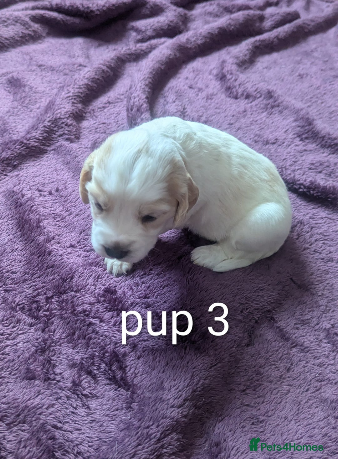 Sprocker dogs for sale: 5 sprocker puppies for sale - Image 8