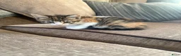 Mixed Breed cats for sale: Beautiful kittens looking for their forever home  - Advert 9