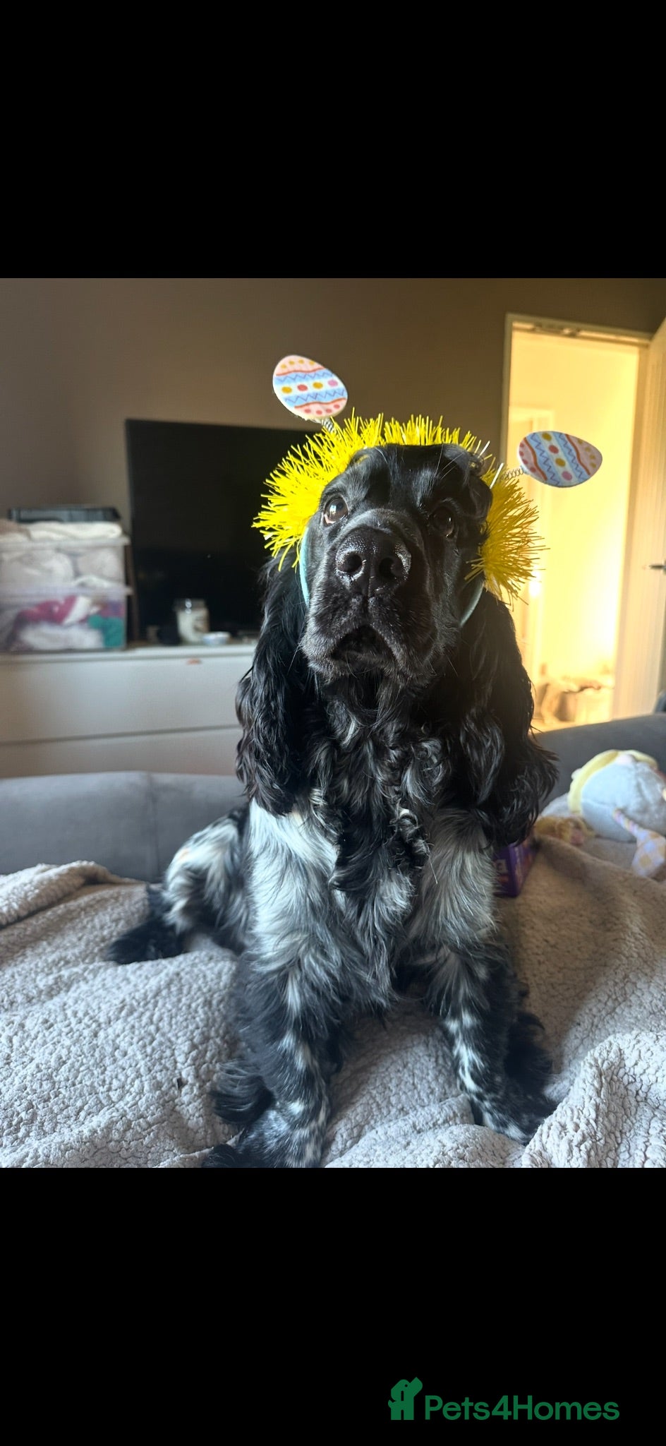 Cocker Spaniel dogs My beautiful boy!  - Advert 1