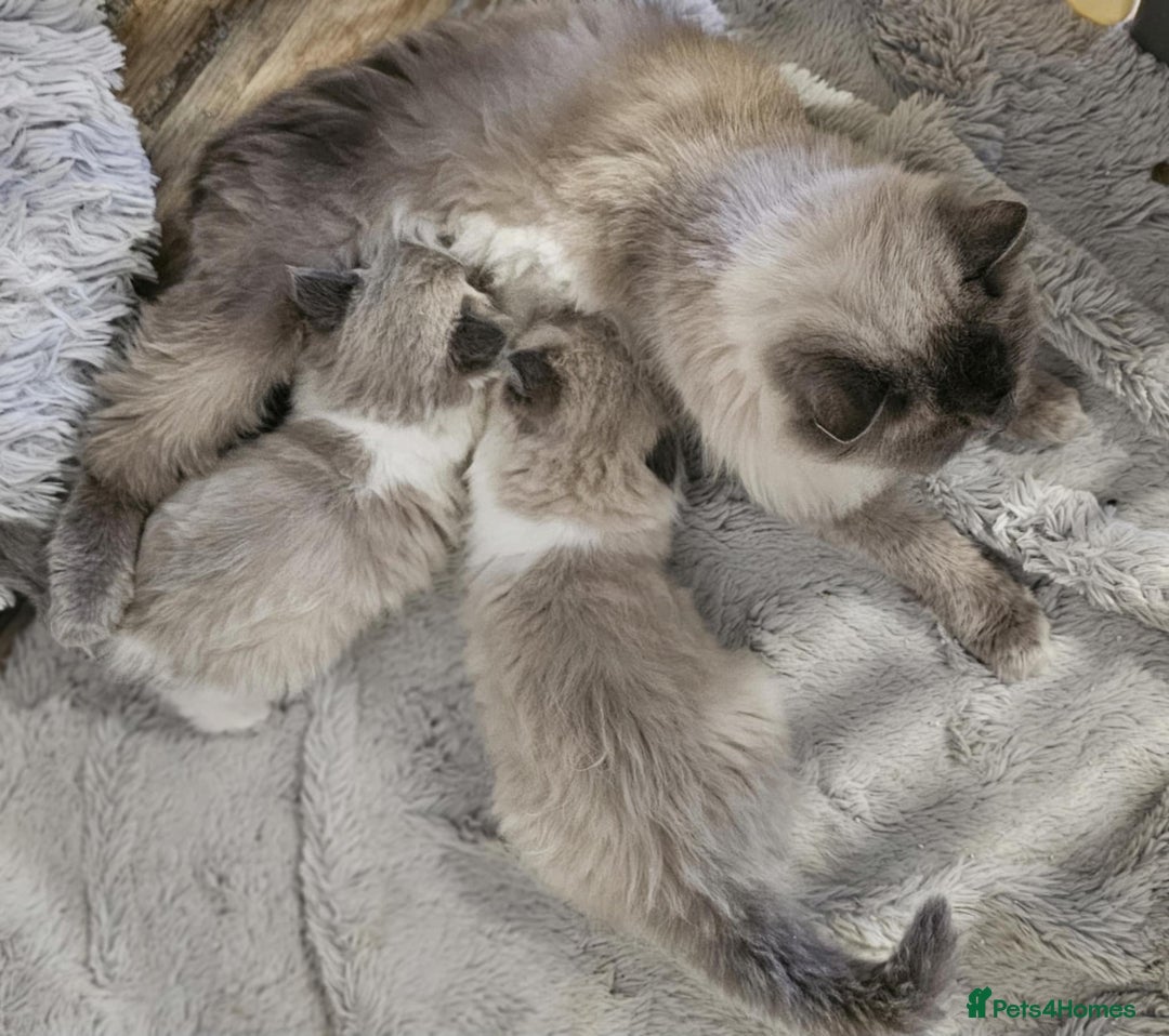 Ragdoll cats for sale: Beautiful ragdoll - Advert 11