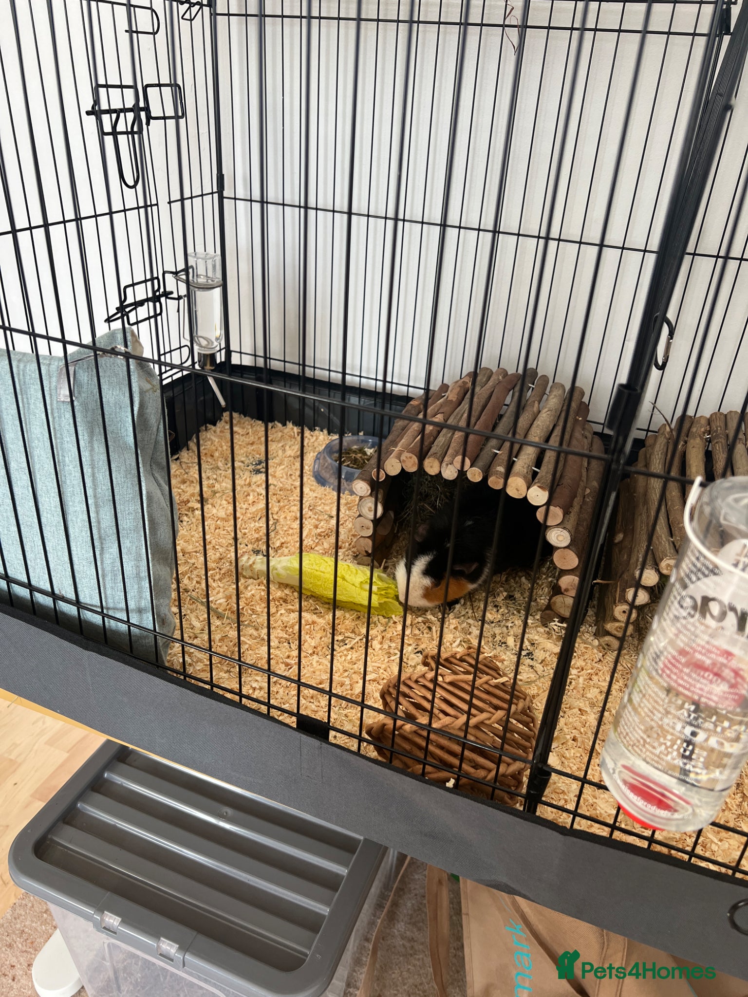 Guinea Pig rodents 2 guinea pigs with all equipment.  - Advert 2