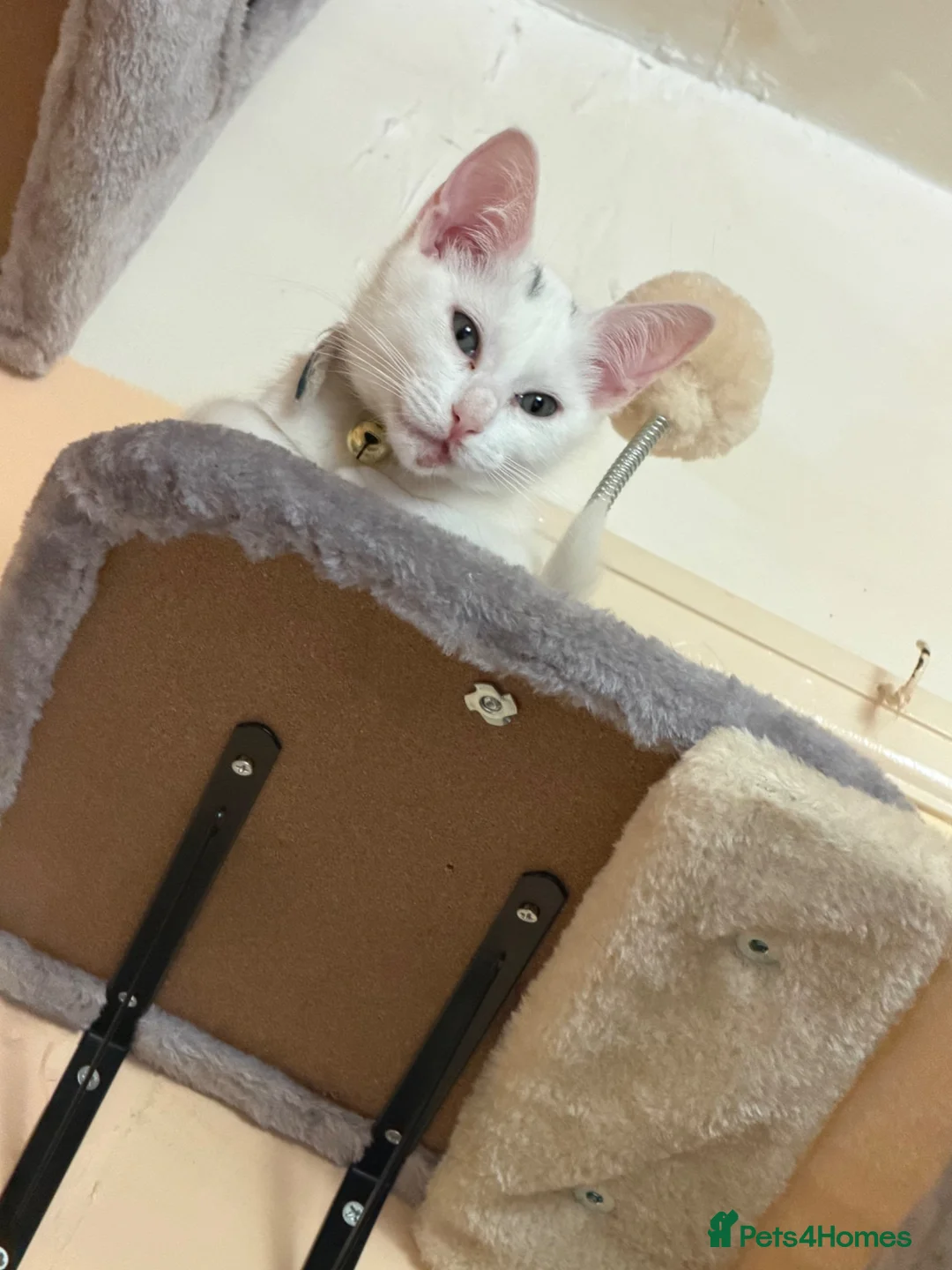 Turkish Angora cats for sale: Cute little boy really to go  in Faversham - Advert 2