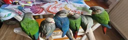 Conures birds for sale: green cheek conures for sale - Advert 2