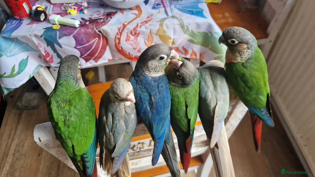 Conures birds for sale: green cheek conures for sale - Advert 2