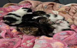Mixed Breed cats for sale: Litter of kittens  - Image 1