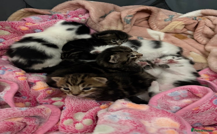 Mixed Breed cats - Advert 1
