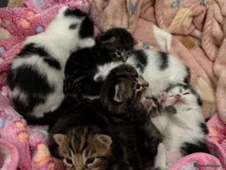 Mixed Breed cats - Advert 25