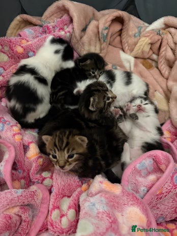 Mixed Breed cats - Advert 3