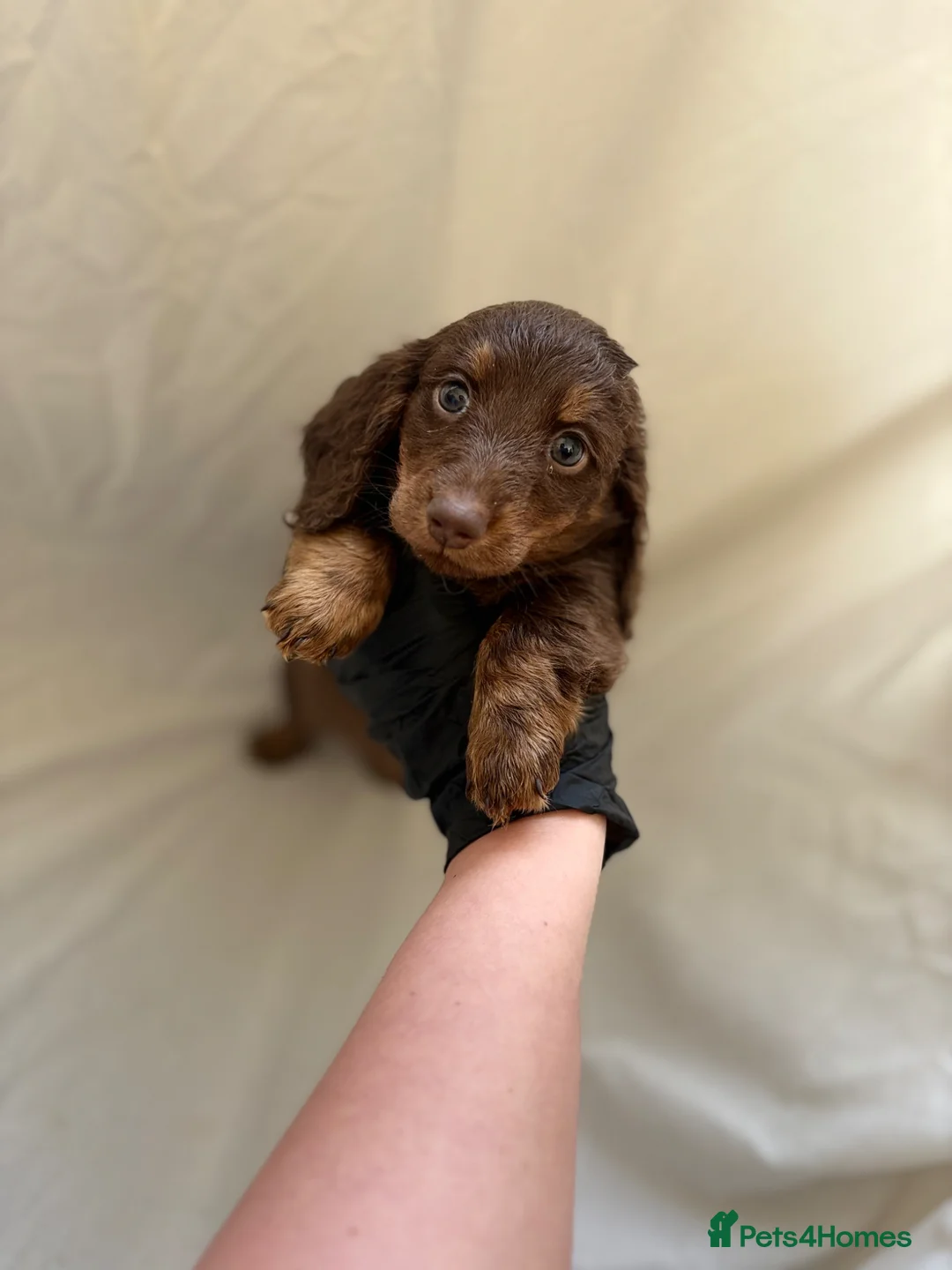 Miniature Dachshund dogs for sale: Miniature dachshunds  in Leeds - Advert 22