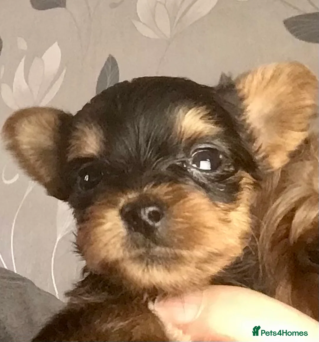 Yorkshire Terrier dogs for sale: Quality KC registered puppies - Advert 2