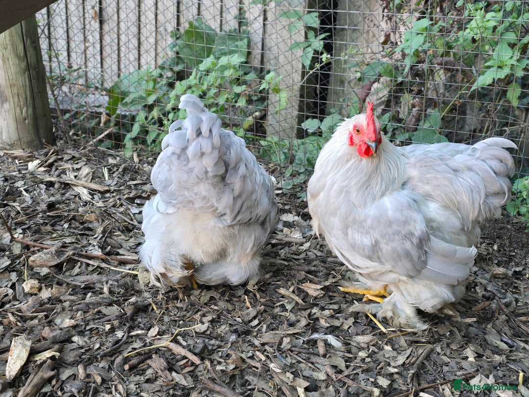 Chickens poultry for sale: Lavender Peking Bantams  - Image 4