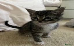 Ragdoll cats for sale: Ragdoll X Kittens - Image 20