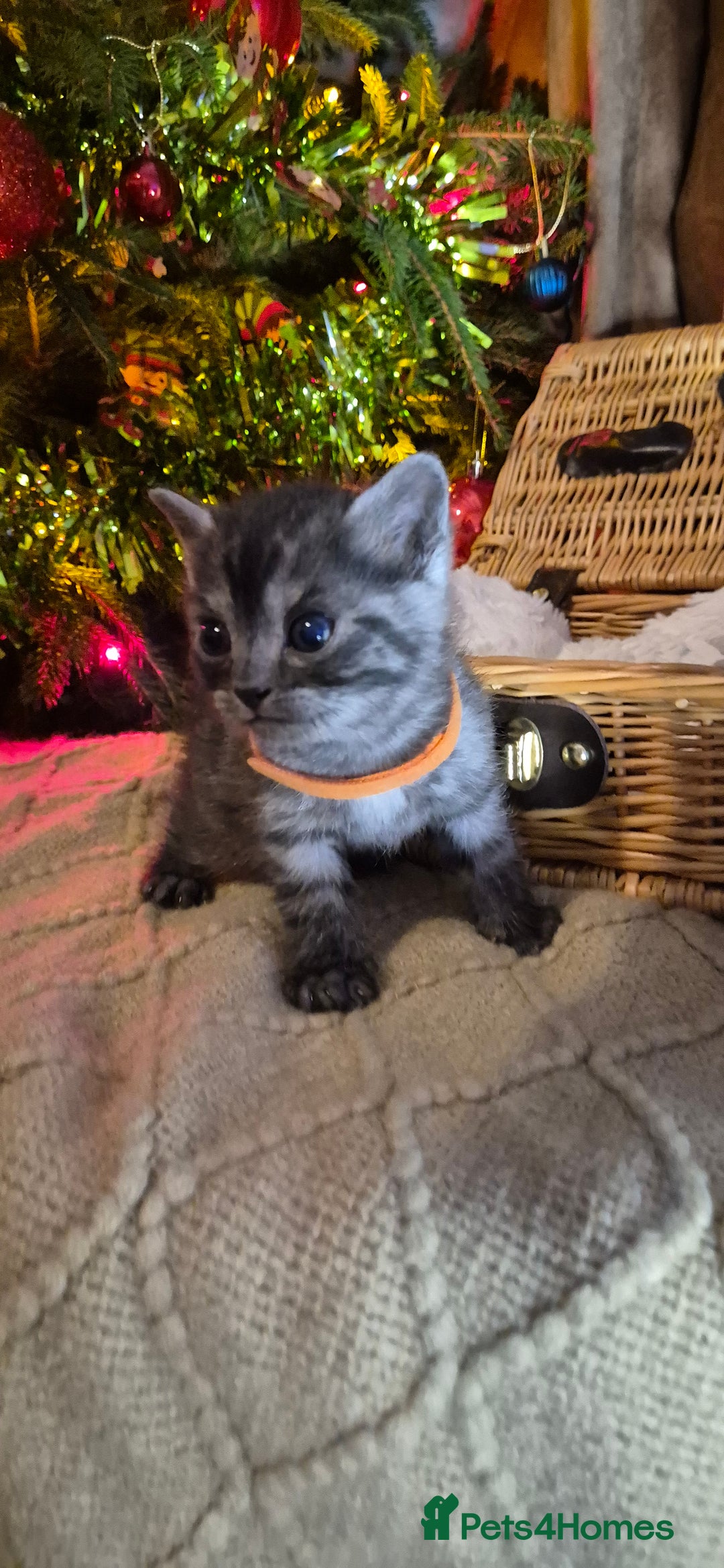 Bengal cats for sale: Bengal x British short hair - Advert 19