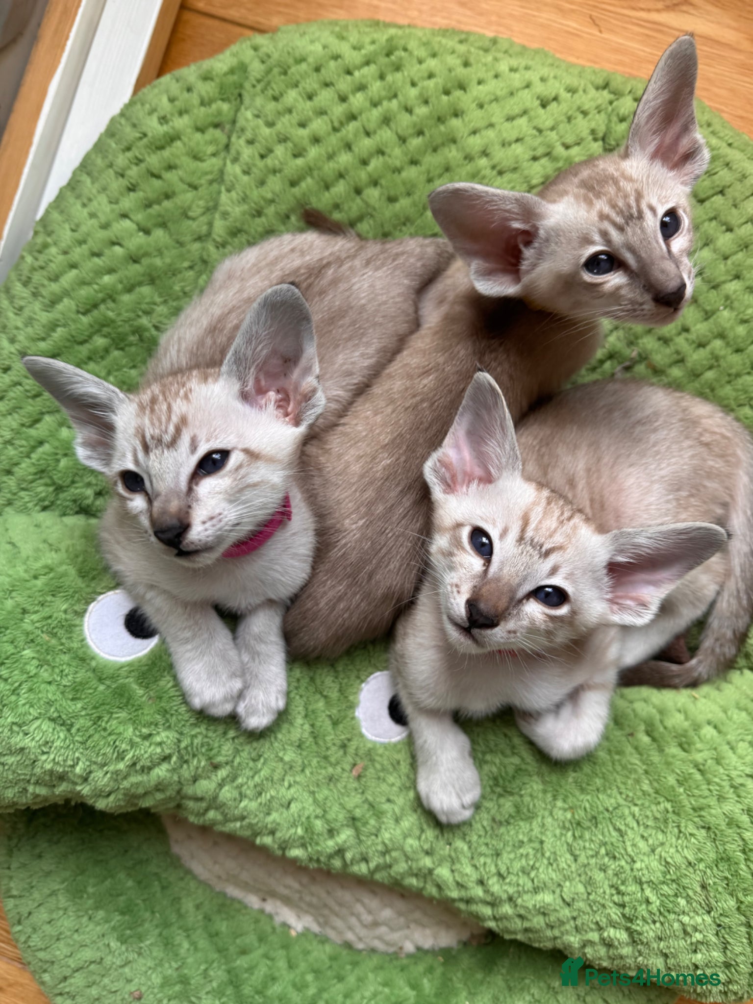 Siamese cats New kittens - Advert 1
