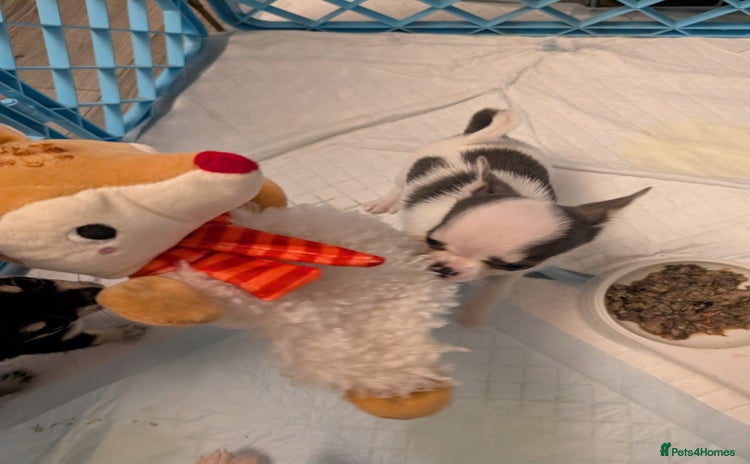 Chihuahua dogs - Advert 4