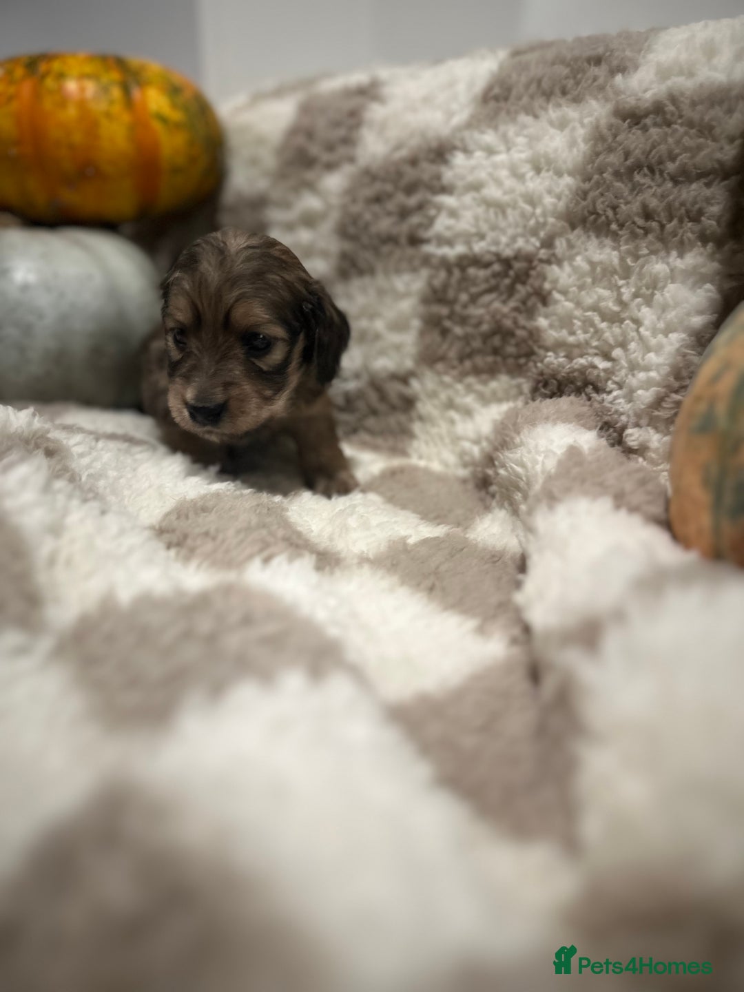 Miniature Dachshund dogs for sale: 5 Beautiful Long Haired Miniature Daschund’s   - Image 2