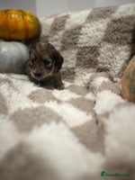 Miniature Dachshund dogs - Advert 4