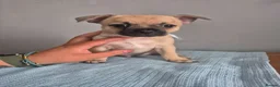 Mixed Breed dogs for sale: Frenchie Mix  - Advert 11