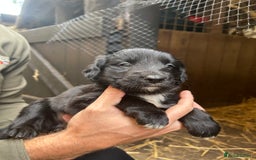 Mixed Breed dogs for sale: Cocker spaniel cross border collie puppies - Image 2