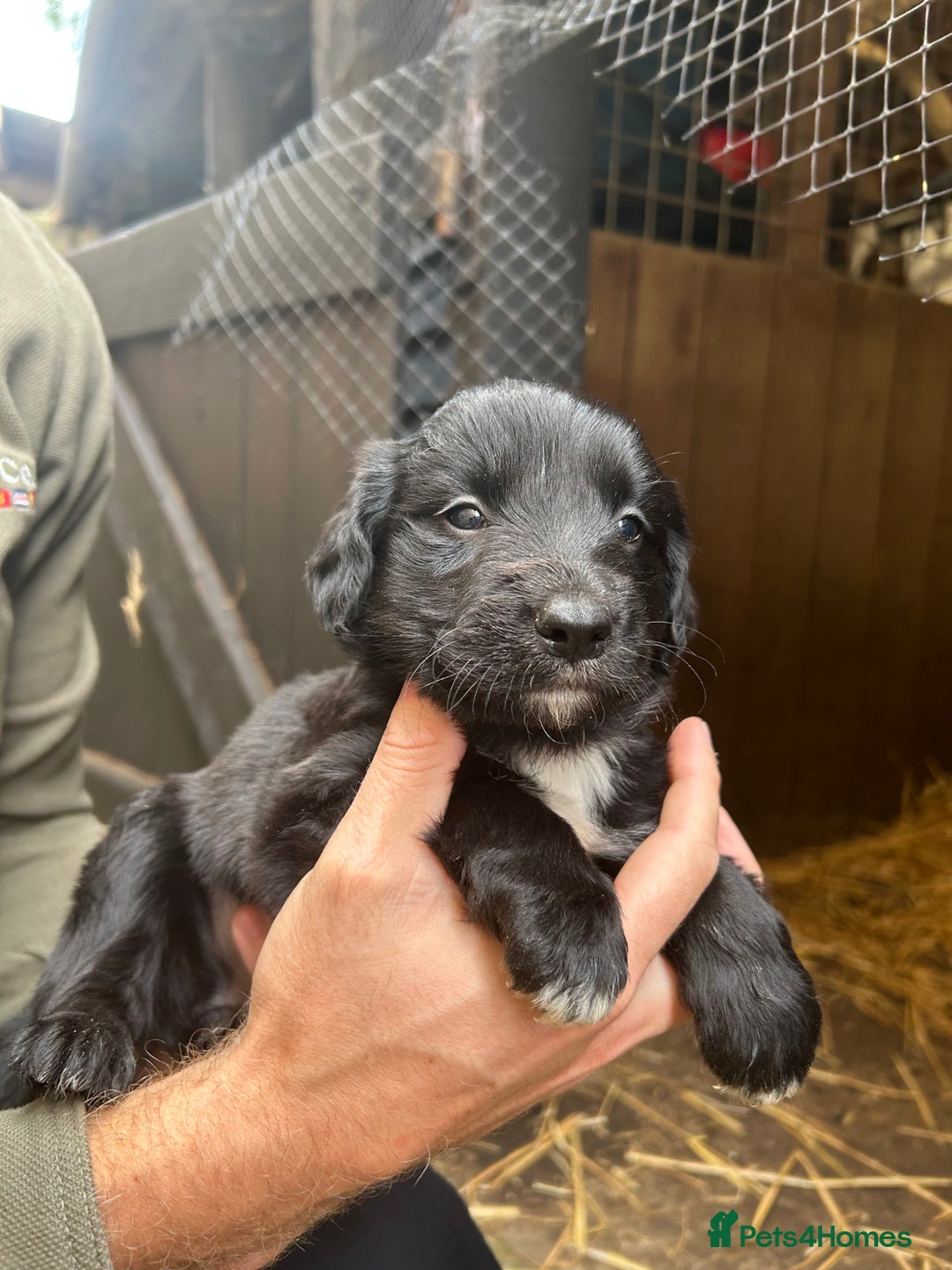 Mixed Breed dogs for sale: Cocker spaniel cross border collie puppies - Image 2