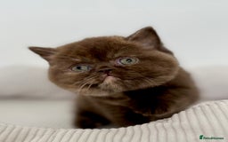 British Shorthair cats for sale: Exceptional BSH Girls, Champion Bloodlines - Advert 14