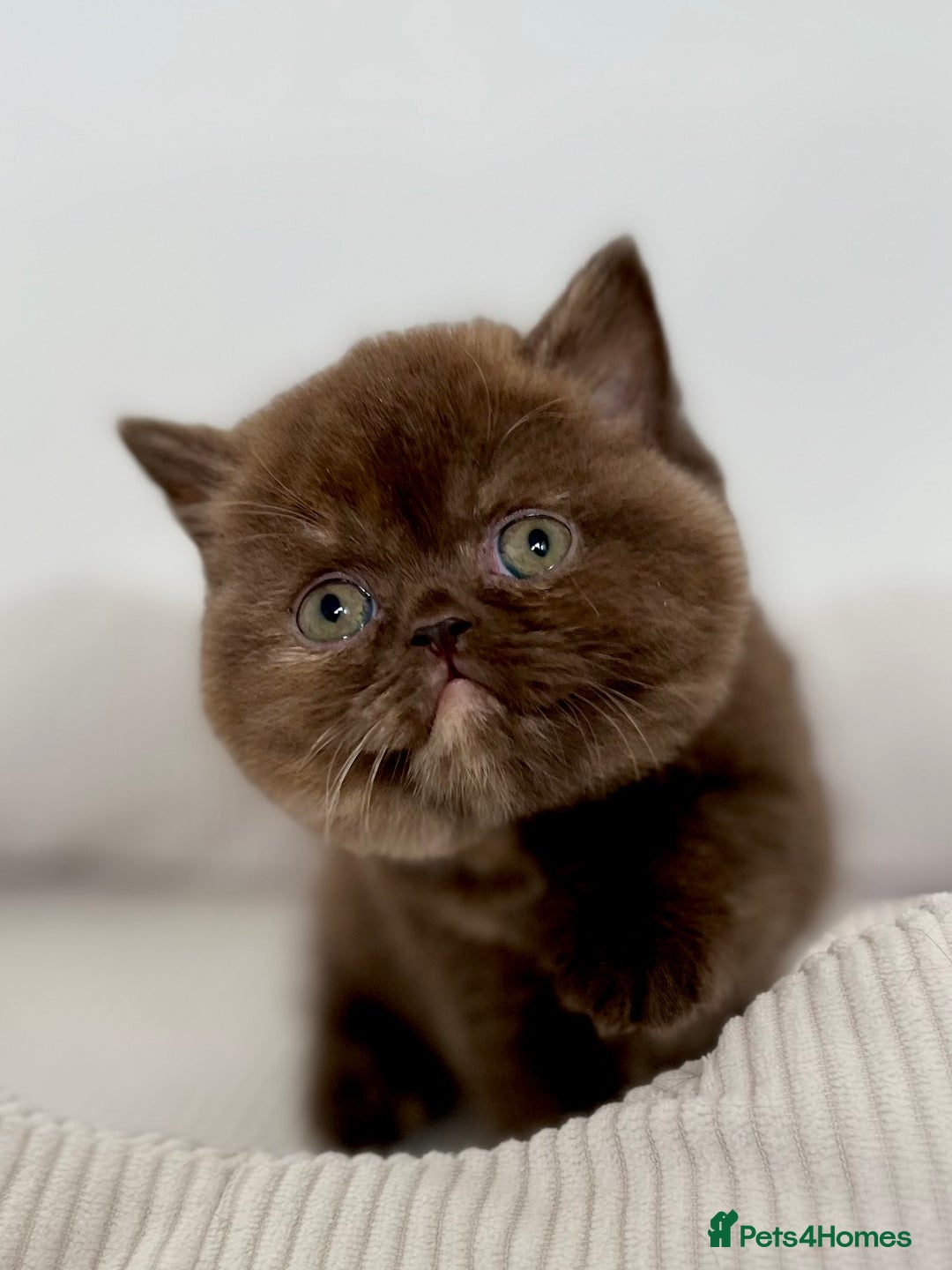 British Shorthair cats for sale: Exceptional BSH Girls, Champion Bloodlines - Advert 14