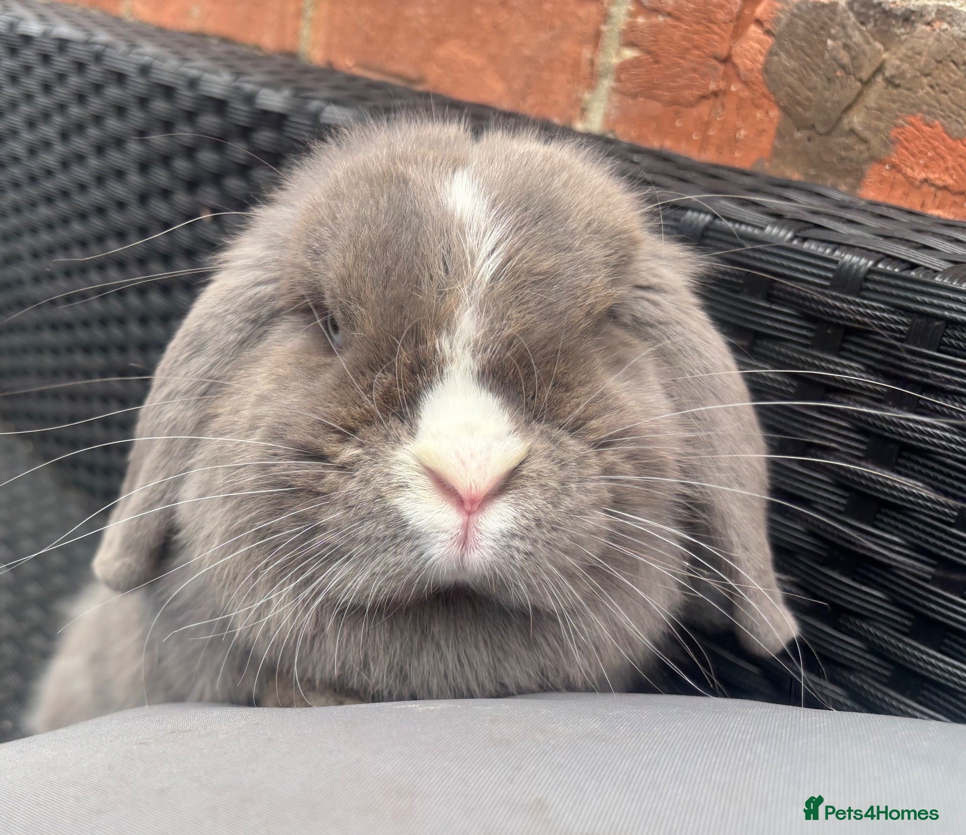 Mini Lop rabbits Lilac split Pure bred Mini lop female 1 year old  - Advert 1