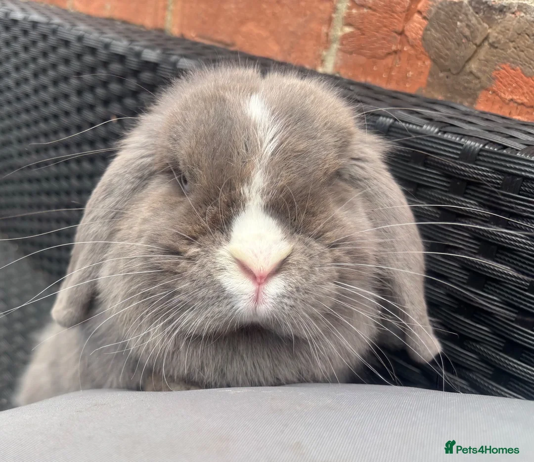 Mini Lop rabbits for sale: Lilac split Pure bred Mini lop female 1 year old  - Advert 1