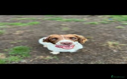 Springador dogs for sale: LAST Female springador for SALE - Image 2