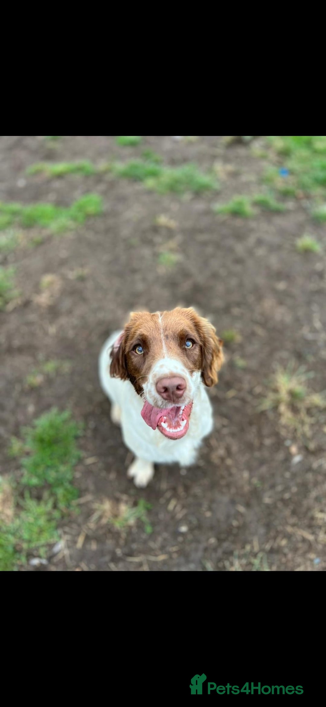 Springador dogs for sale: LAST Female springador for SALE - Image 2