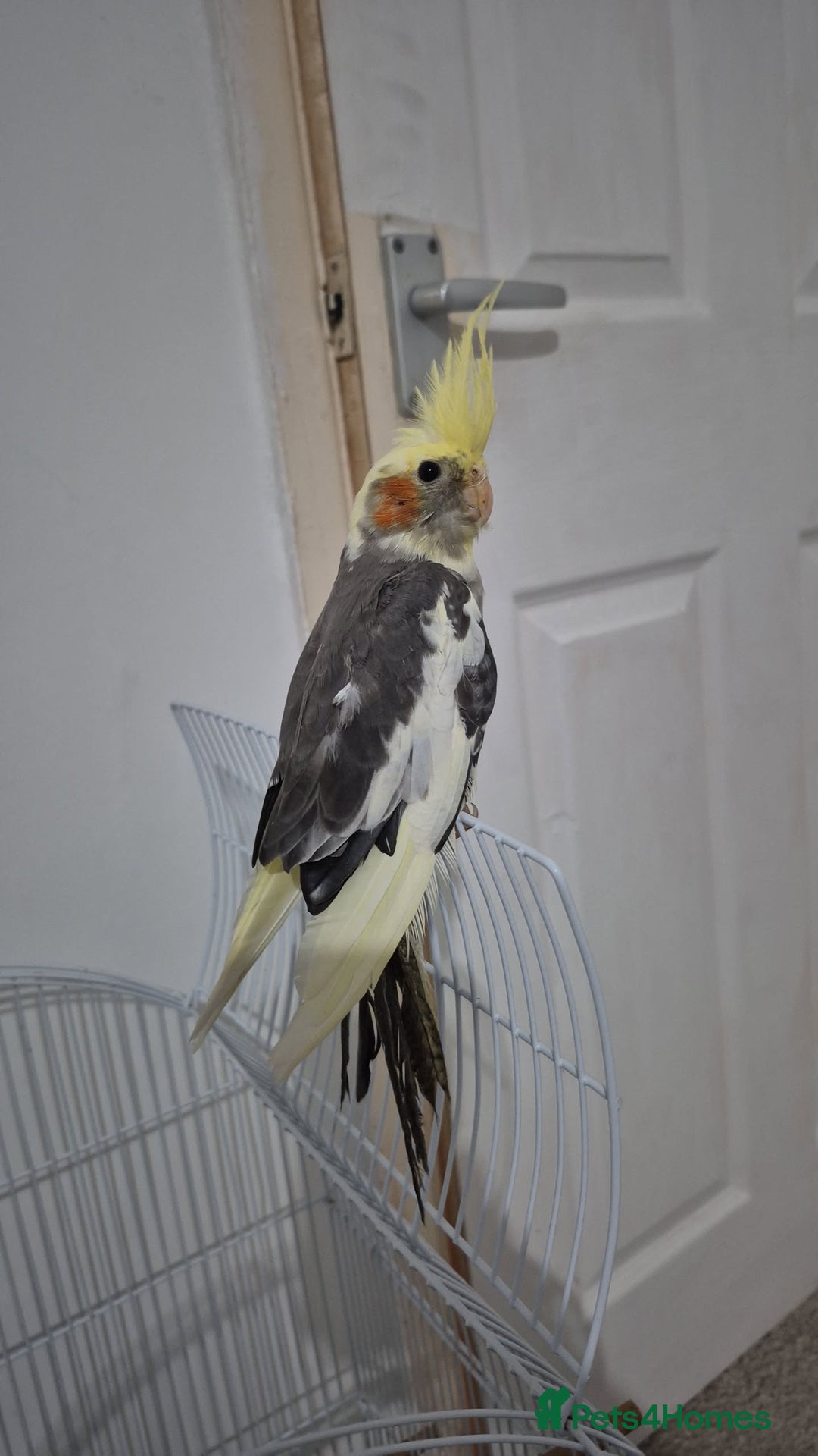 Cockatiels birds for sale: Cockatiel. - Image 2