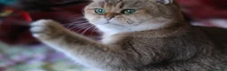 British Shorthair cats for sale: 🌟 Stunning Golden Queen–TICA ACTIVE Registered 🌟 - Advert 23
