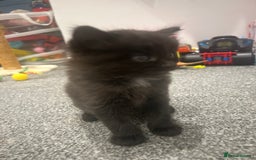 Ragdoll cats for sale: Mixed Ragdolls  - Image 14