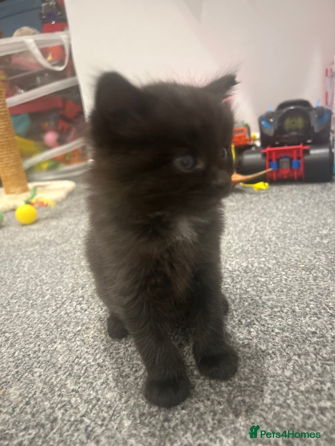 Ragdoll cats for sale: Mixed Ragdolls  - Image 14