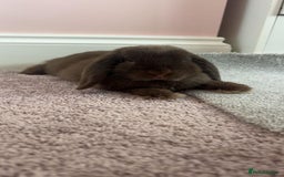 Mini Lop rabbits for sale: Mini lop for sale - Image 2