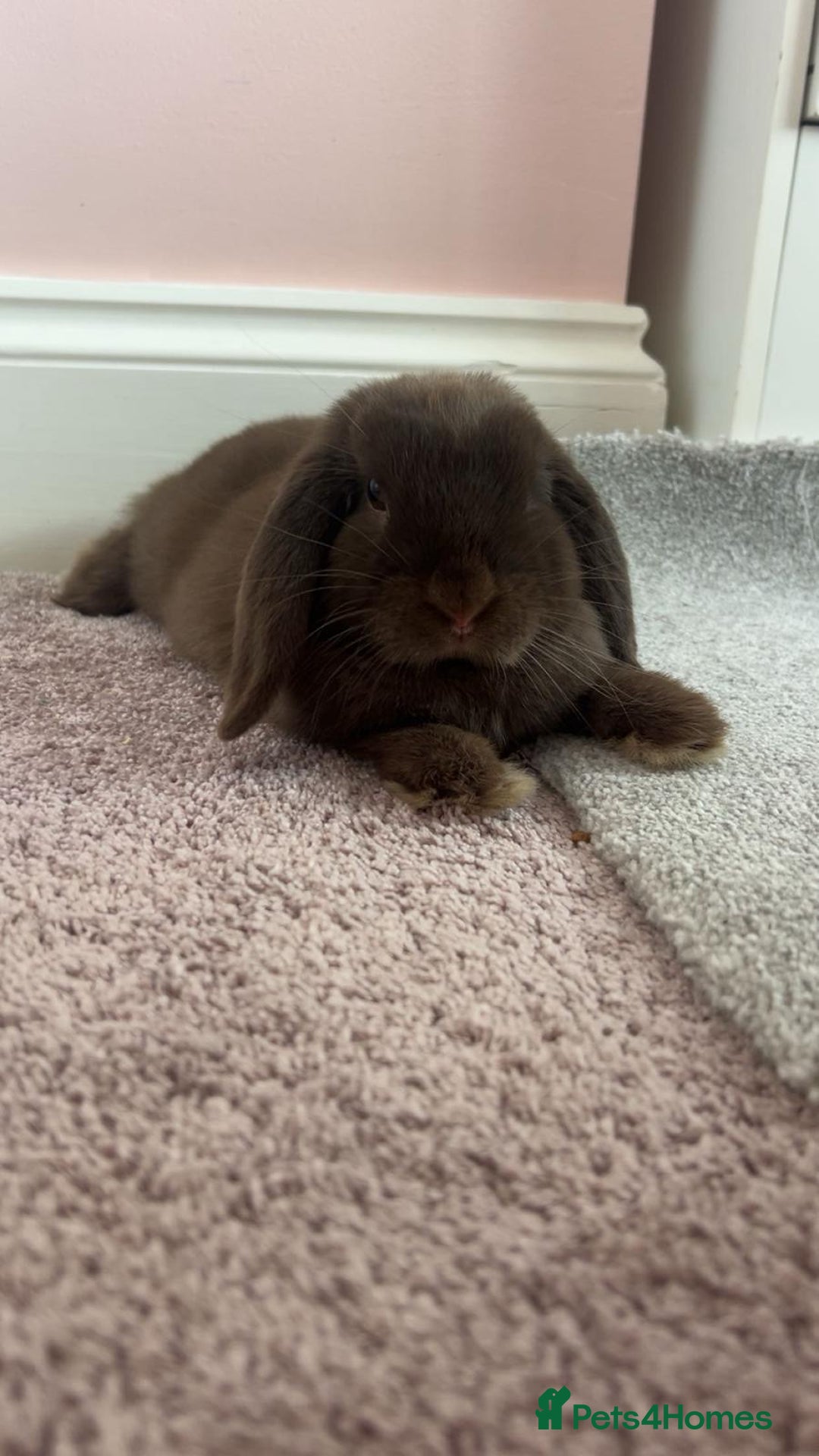 Mini Lop rabbits for sale: Mini lop for sale - Image 2