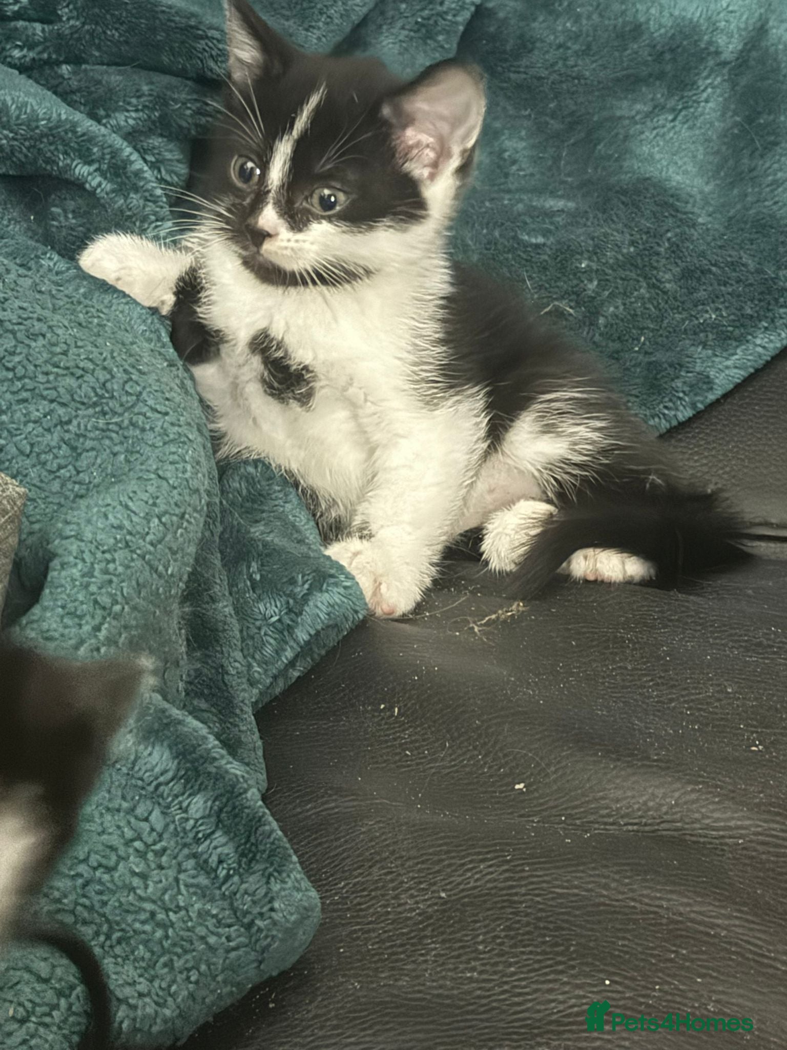Mixed Breed cats 5 babys available  - Advert 4