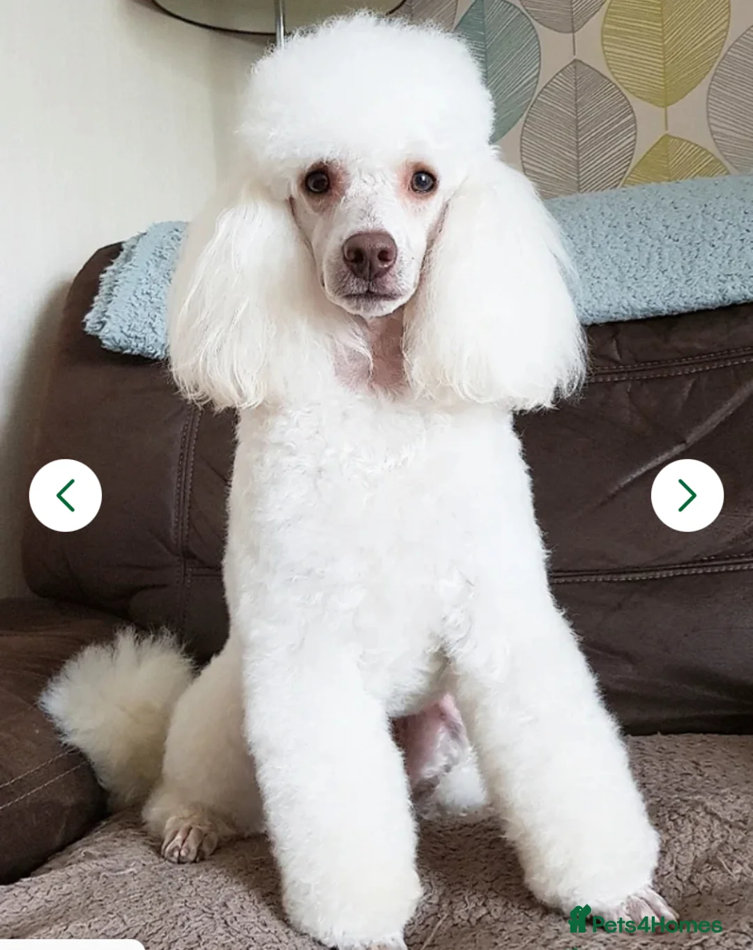 Cockapoo dogs for sale: F1 Cockapoo puppies  in Carnforth - Advert 2