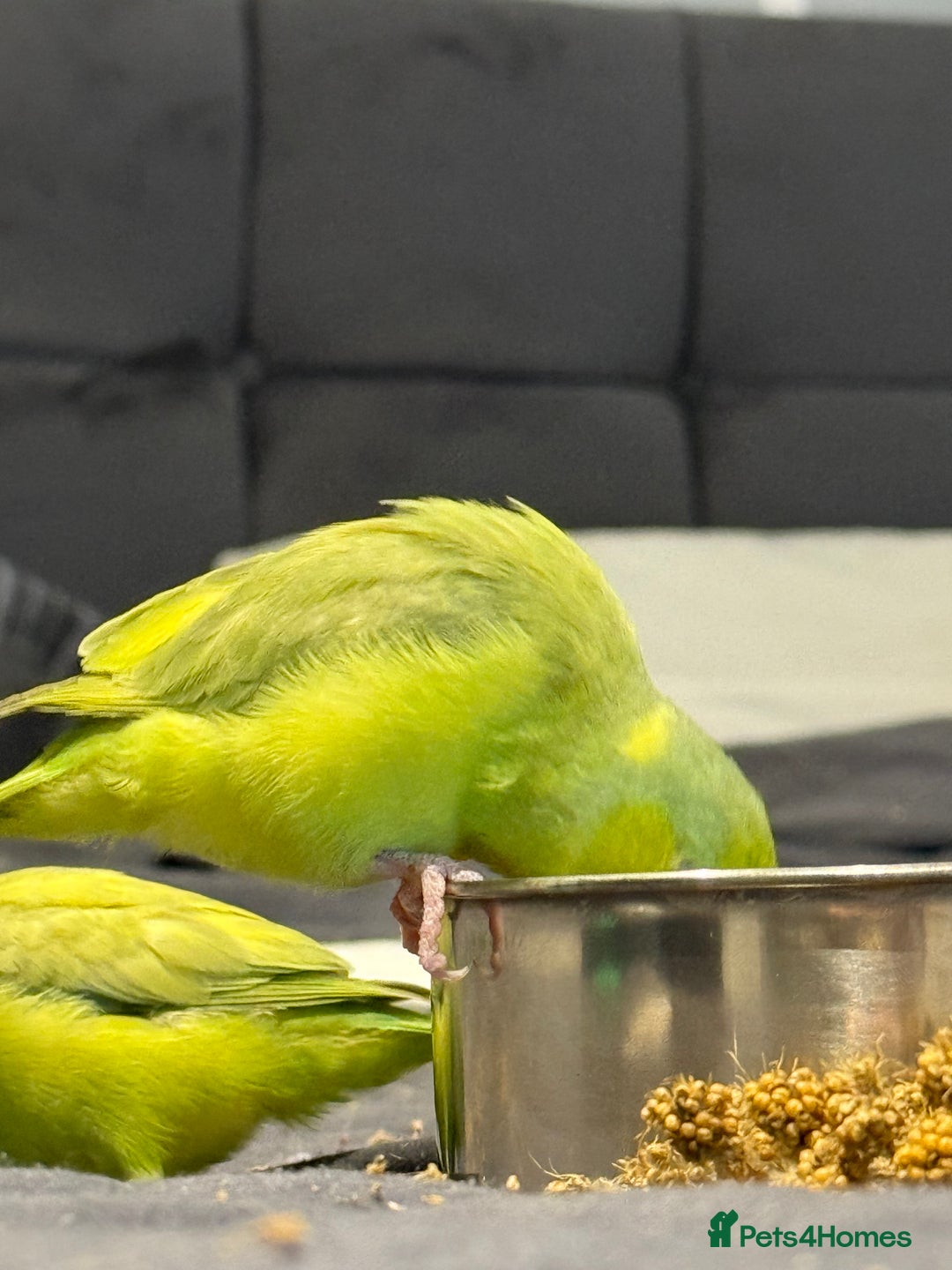 Parrots birds for sale: Sibling parrotlets  - Advert 2