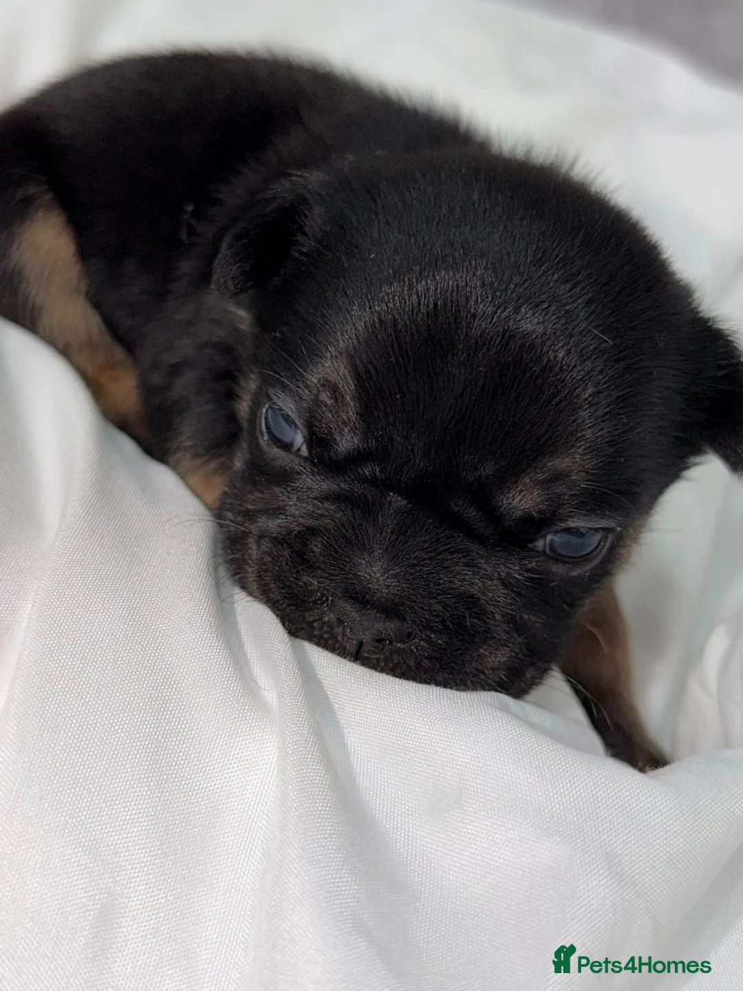 American Bully dogs for sale: French bulldog big rope  in Harwich - Advert 16
