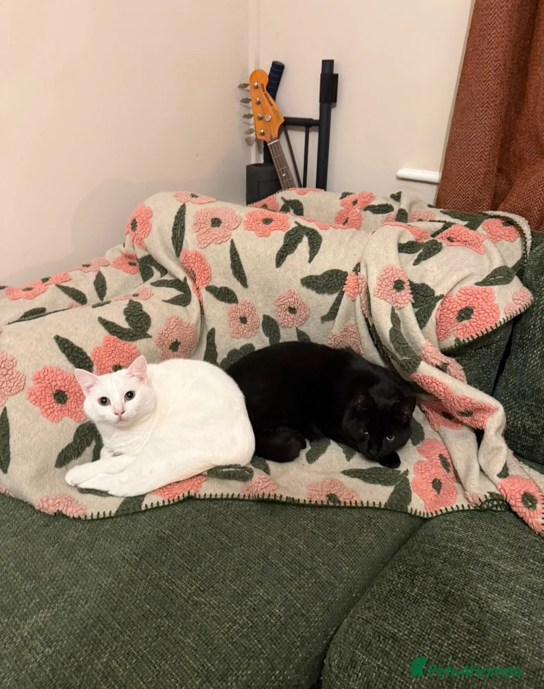 Domestic Shorthair cats for sale: Lucifer and Myrtle  in Northwich - Advert 4