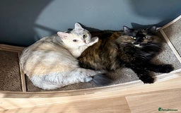 British Shorthair cats for sale: Britishshorthair odd eyes  - Image 2