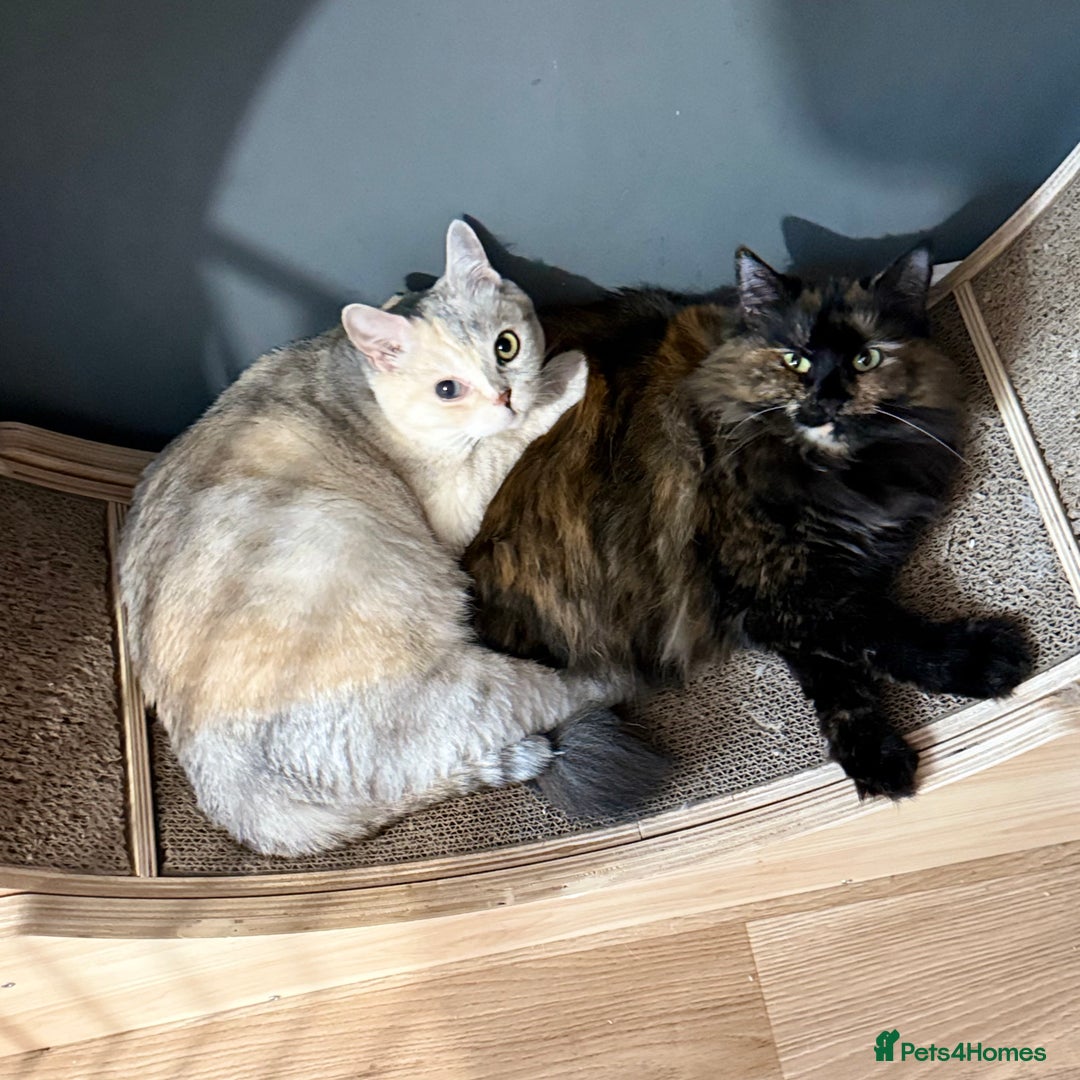 British Shorthair cats for sale: Britishshorthair odd eyes  - Image 2