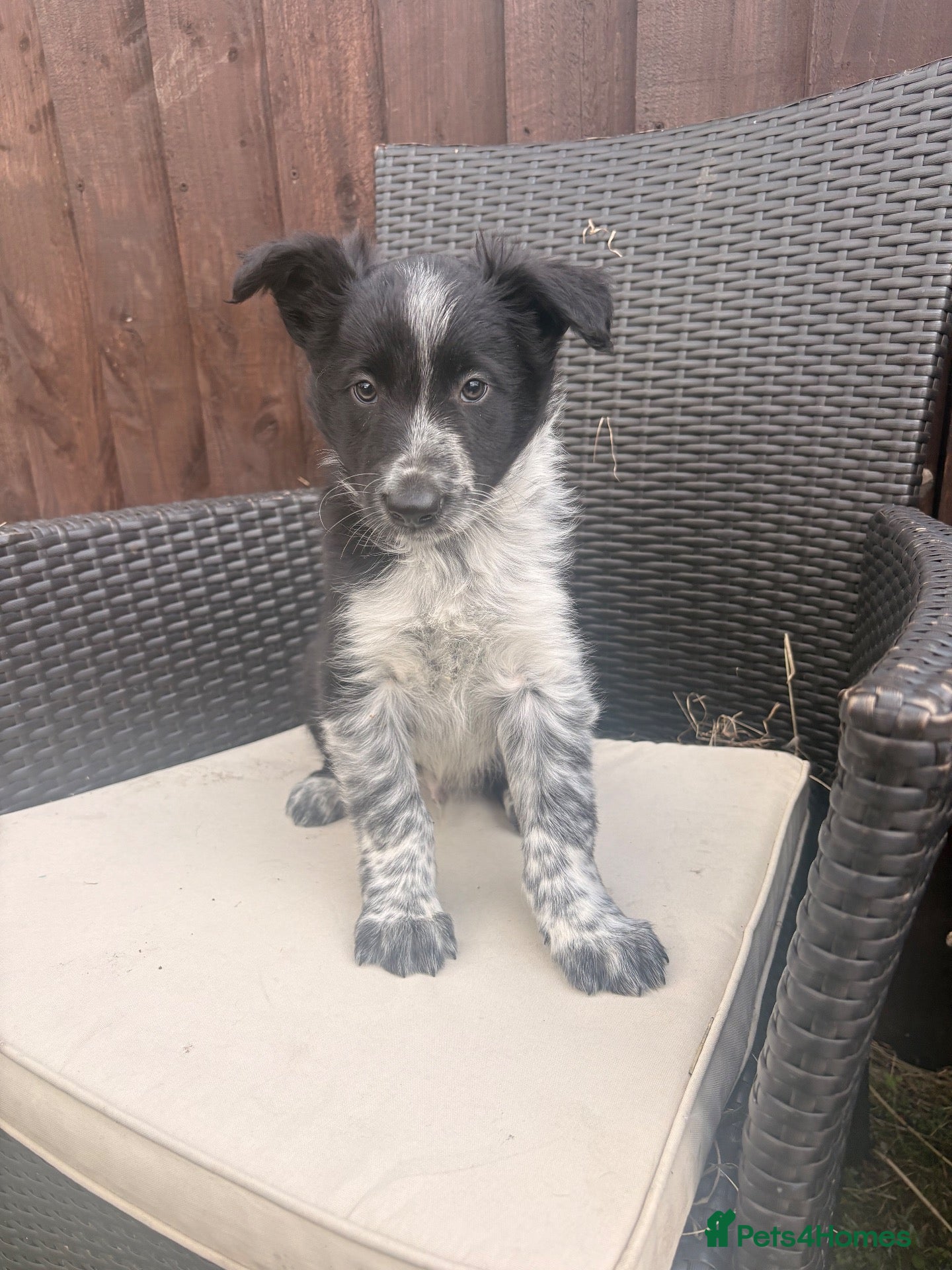 Border Collie dogs ⭐️1 beautiful border collie puppy left ⭐️ - Advert 1