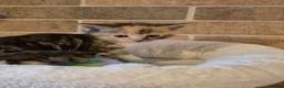 Mixed Breed cats for sale: Beautful litter of kittens - Advert 2