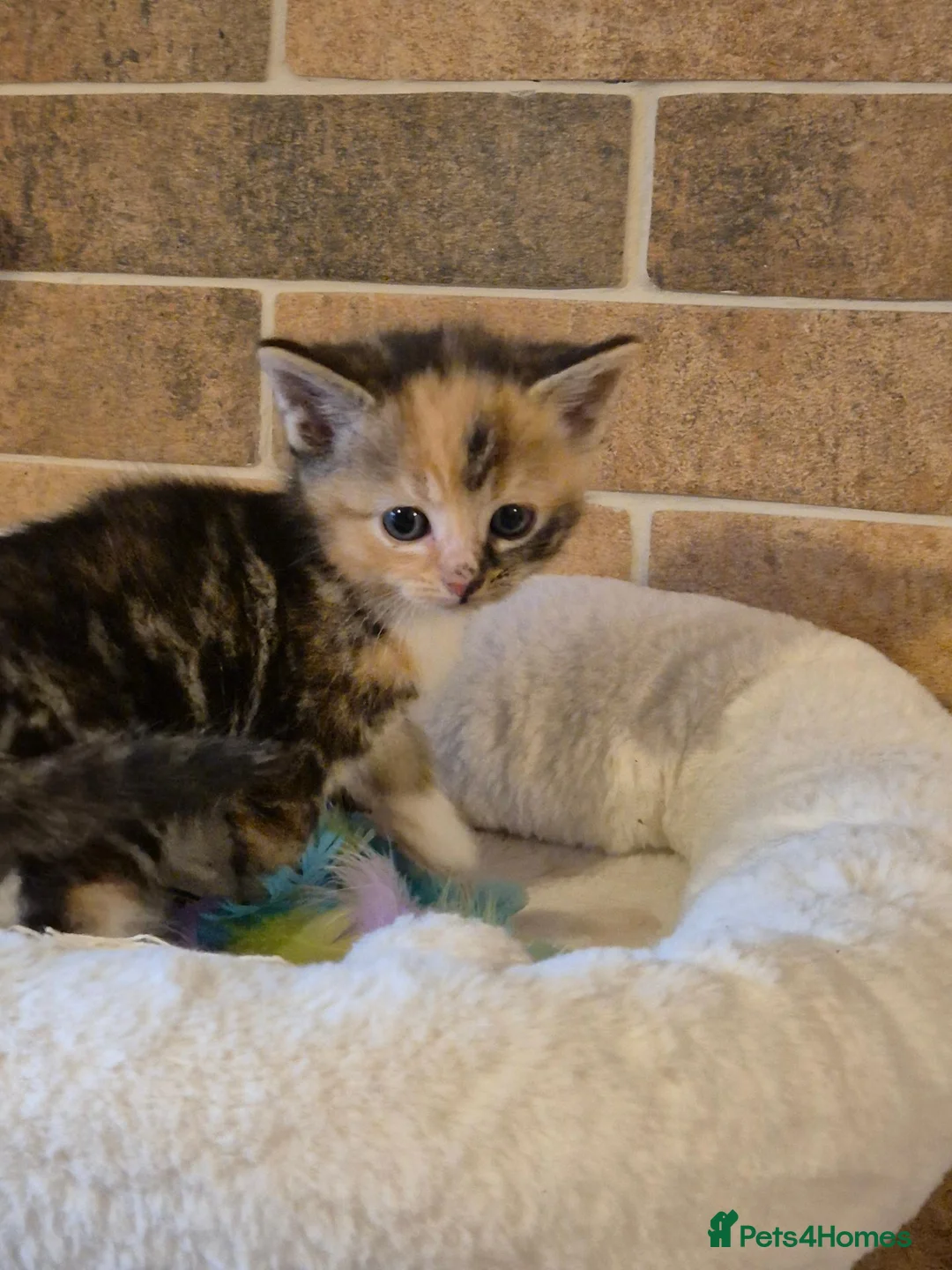 Mixed Breed cats for sale: Beautful litter of kittens - Advert 2