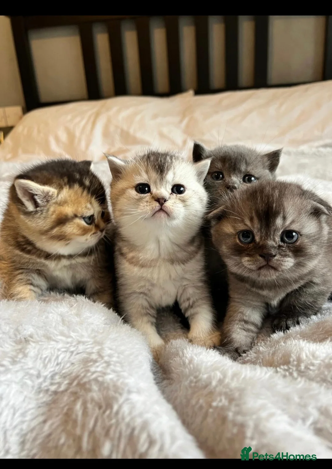 British Shorthair cats for sale: British Shorthair Kittens – Reservation Open - Advert 10