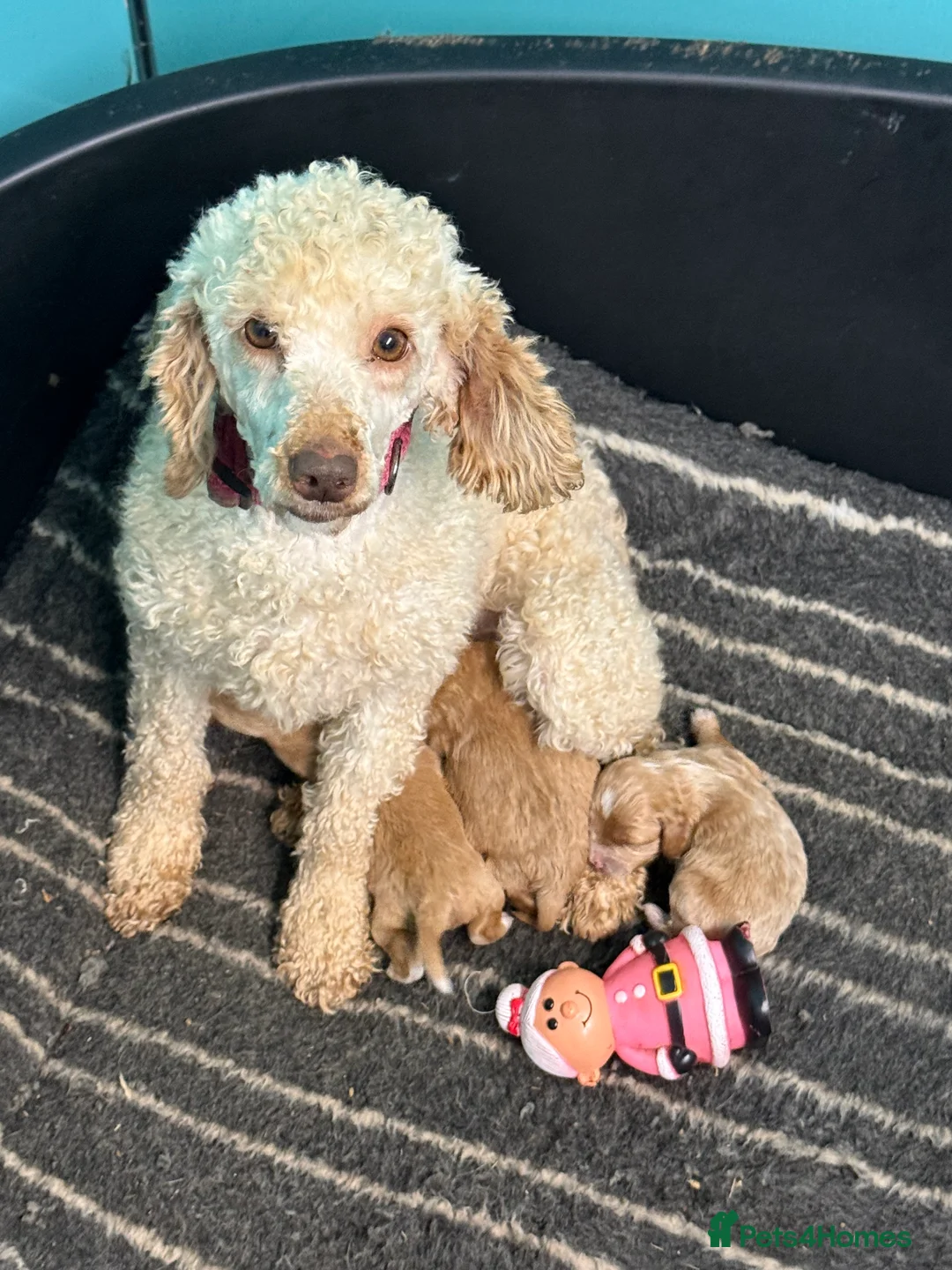 Cavapoo dogs for sale: Stunning F1 - Advert 1