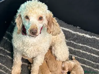 Cavapoo dogs Stunning F1 - Advert 17