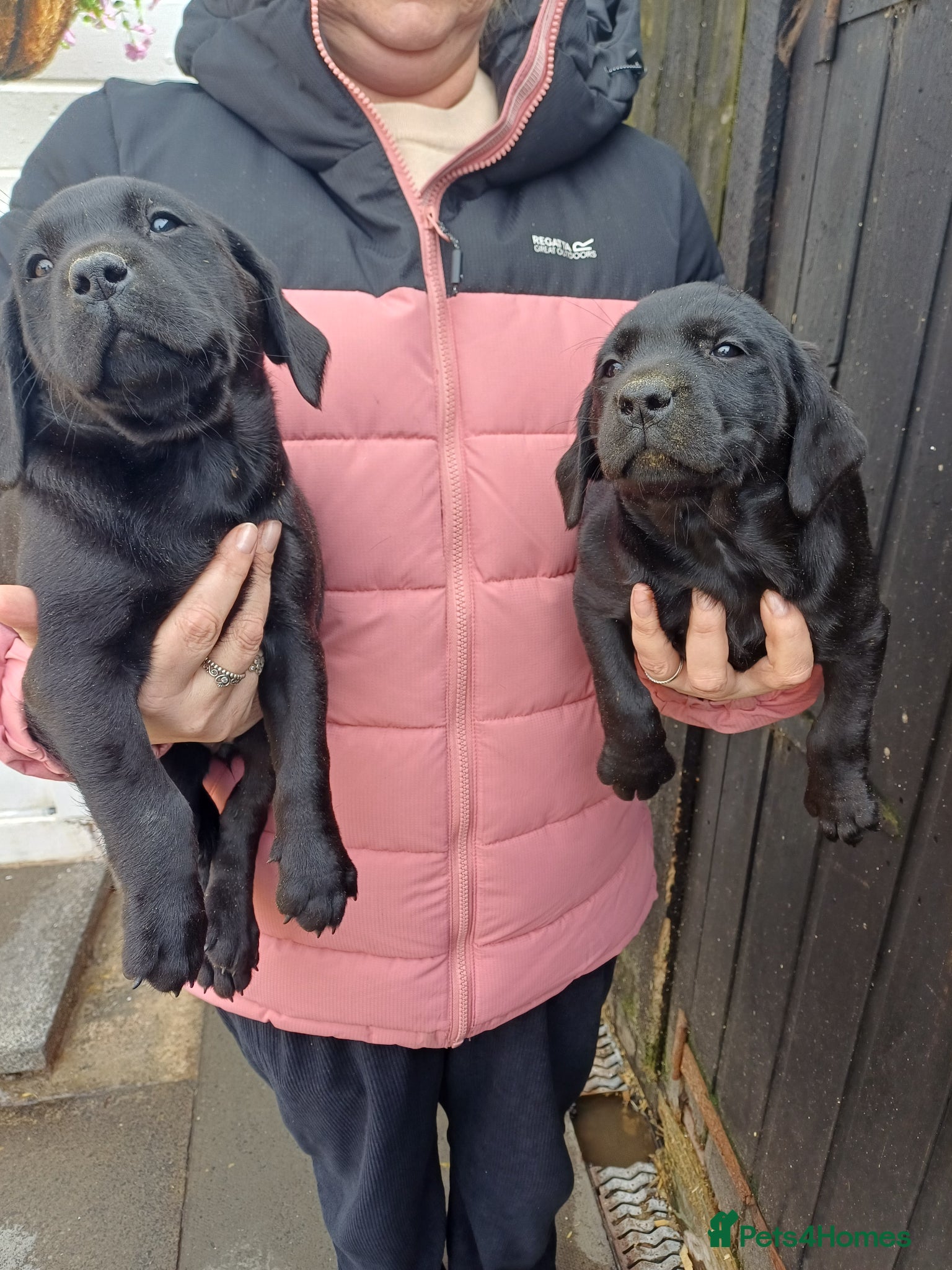 Labrador Retriever dogs Lovely labrador puppies - Advert 16